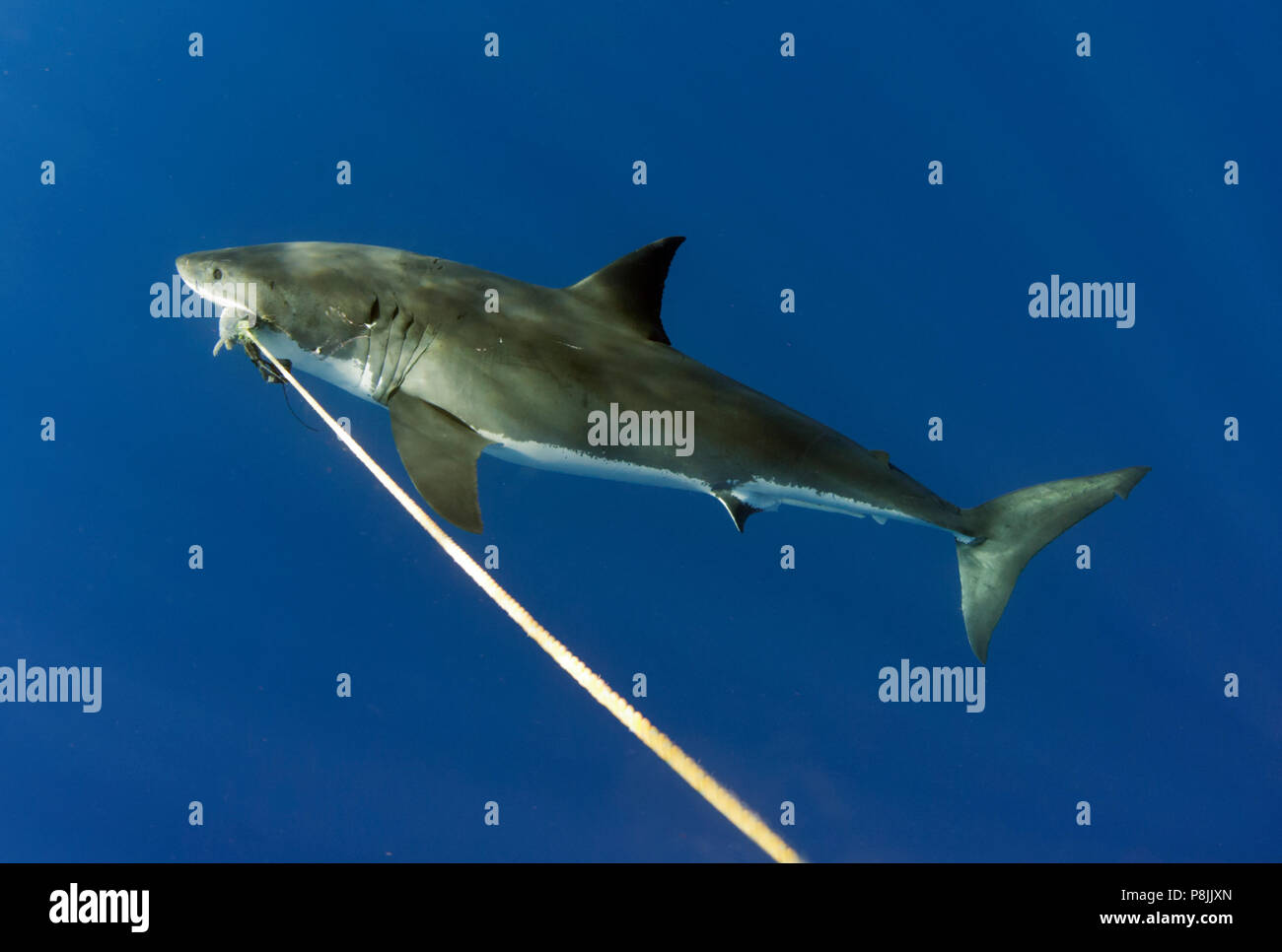 Great white shark  with bait Stock Photo