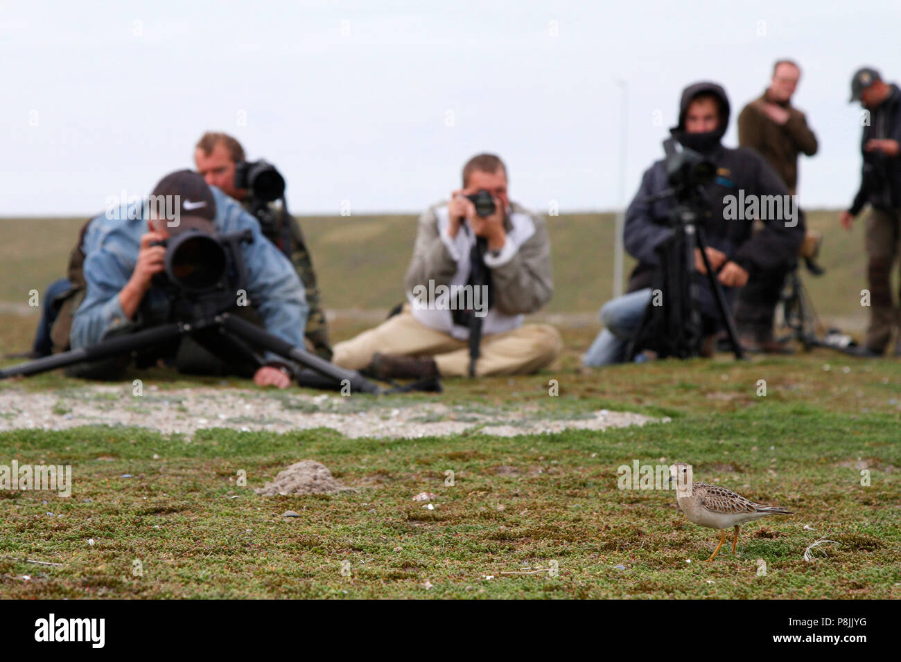 birdwatchers and a Buff-breasted Sandpiper Stock Photo