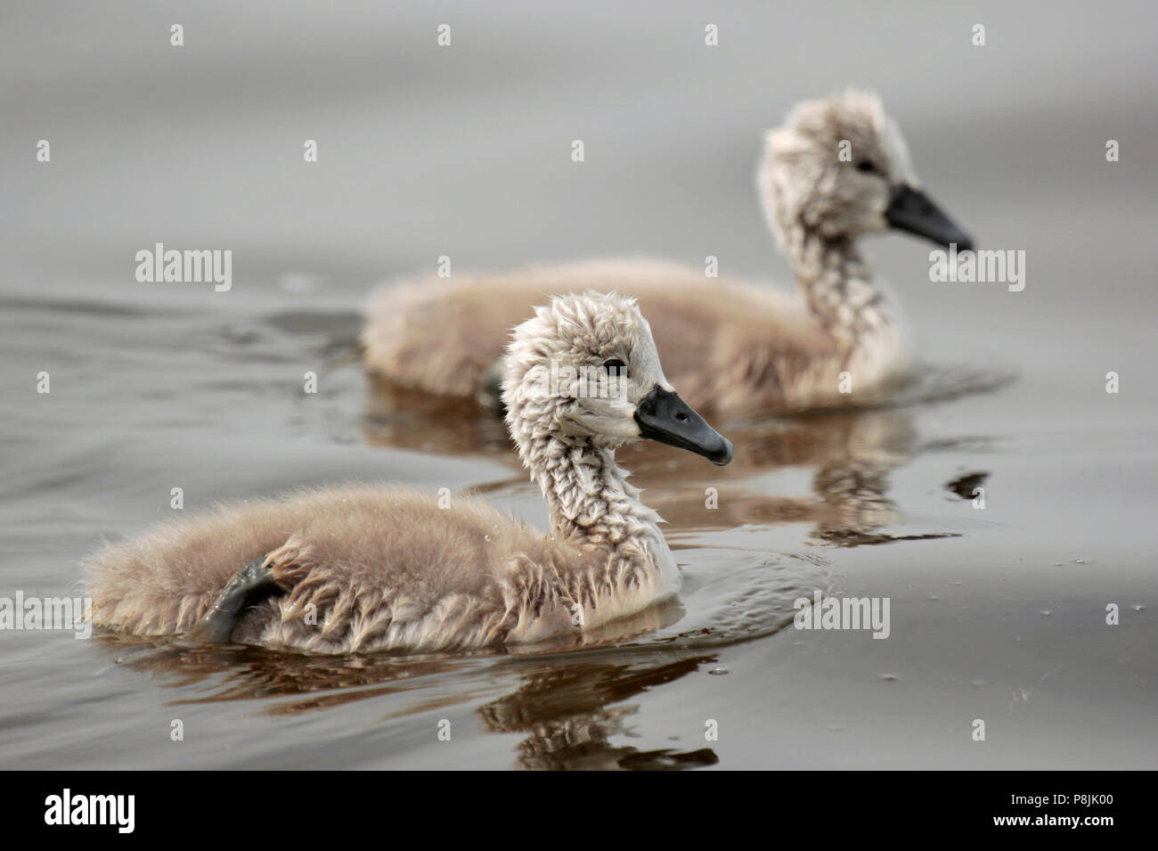 Juvenile Mute Swans, two cygnets swimming Stock Photo
