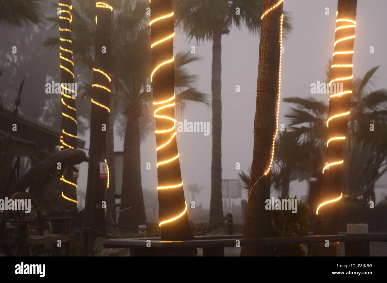 Decorative strings of illuminated lights wrapped around palm tree