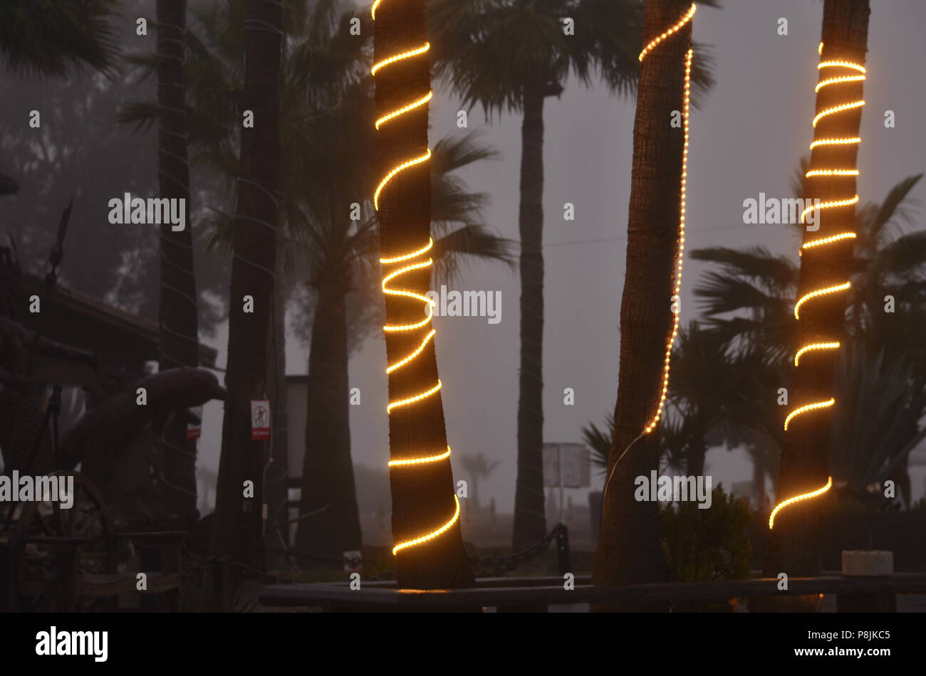 Decorative strings of illuminated lights wrapped around palm tree