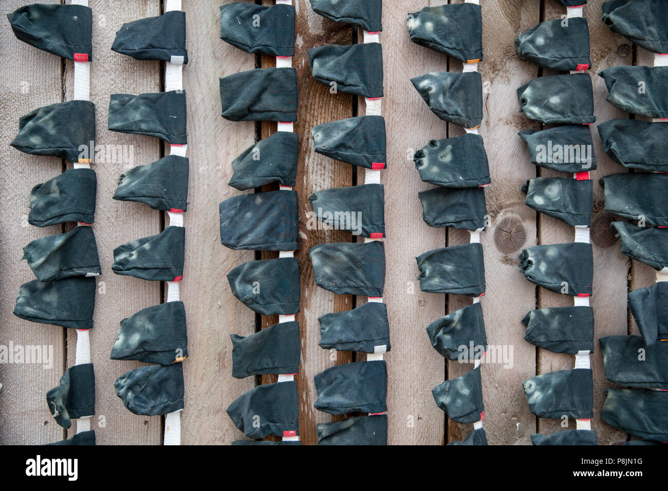 Sled Dogs shoes, Skagway, Alaska, United States, USA, Tuesday, May 22, 2018. Stock Photo