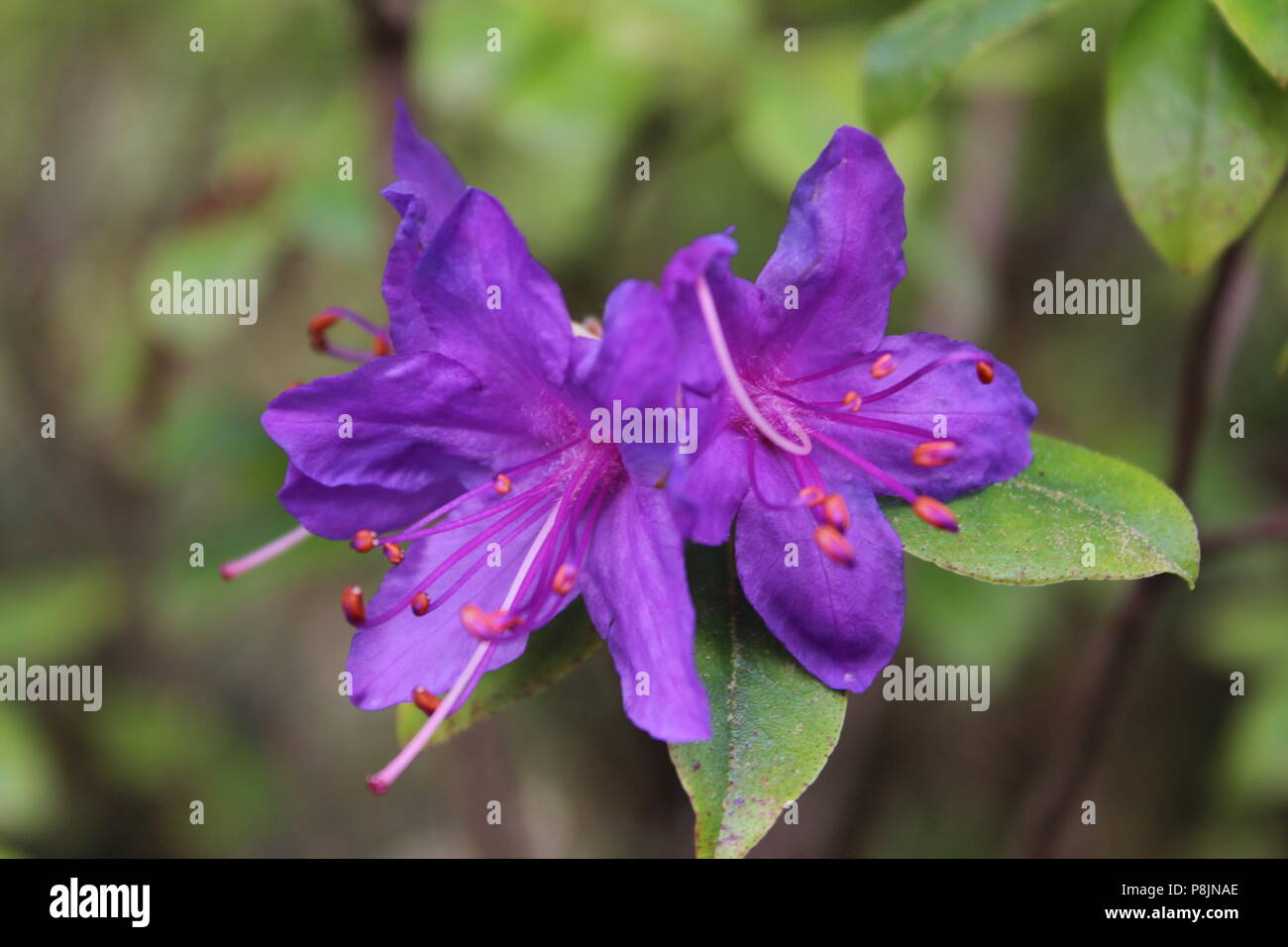 Purple flower from garden Stock Photo - Alamy