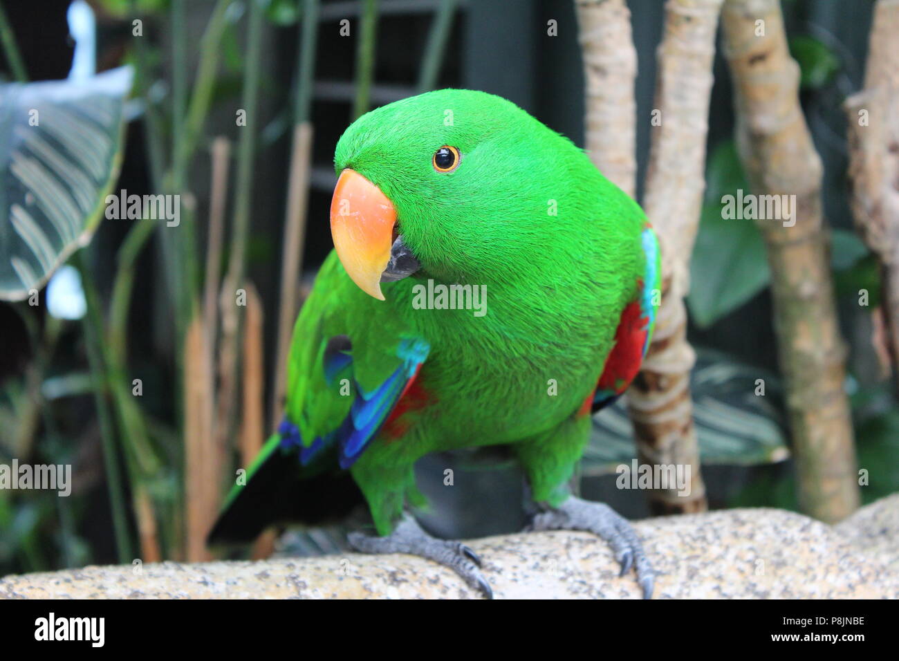 Parrot close up hi-res stock photography and images - Alamy
