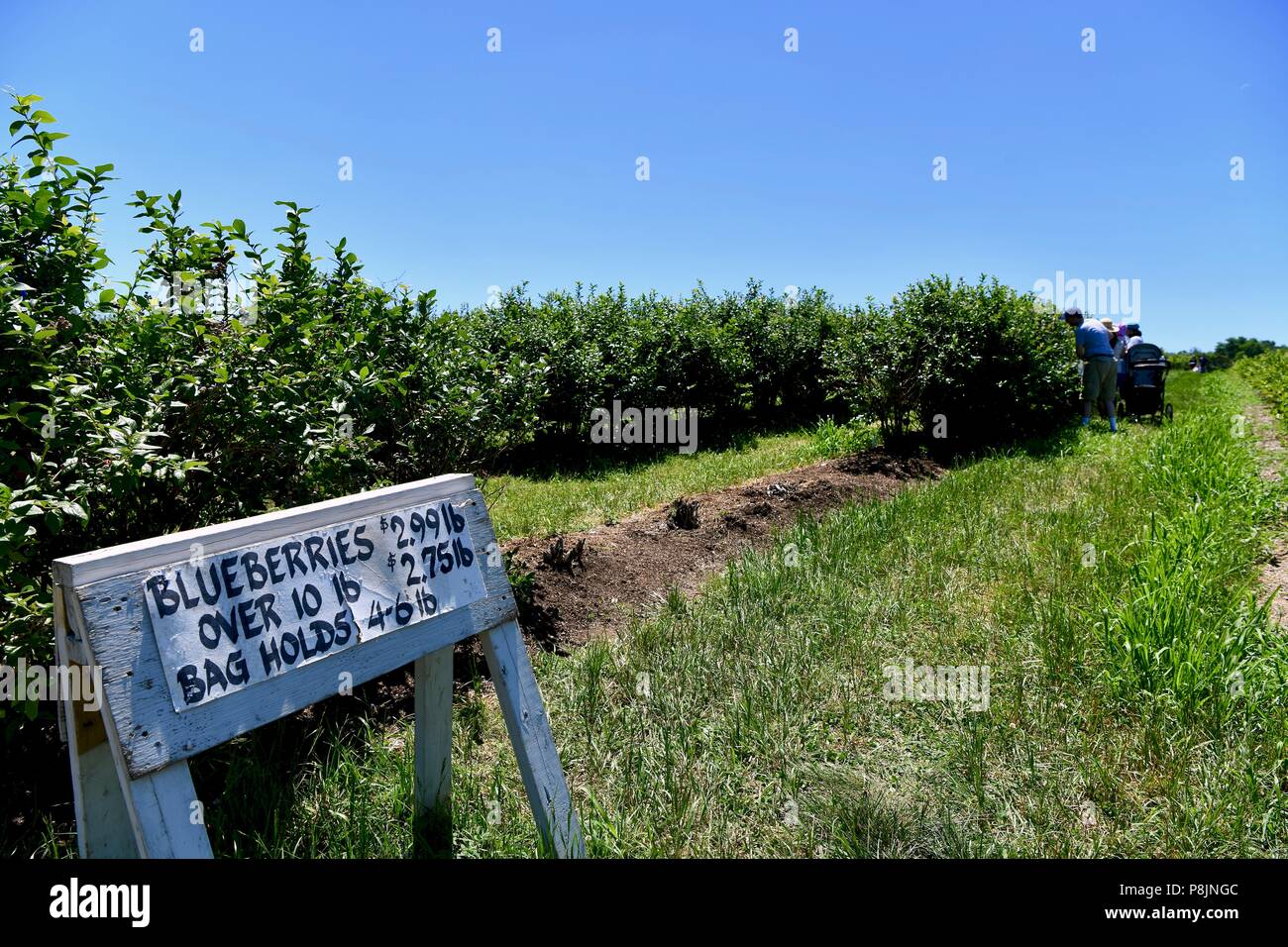 People picking berries at a U-pick blueberry field Stock Photo