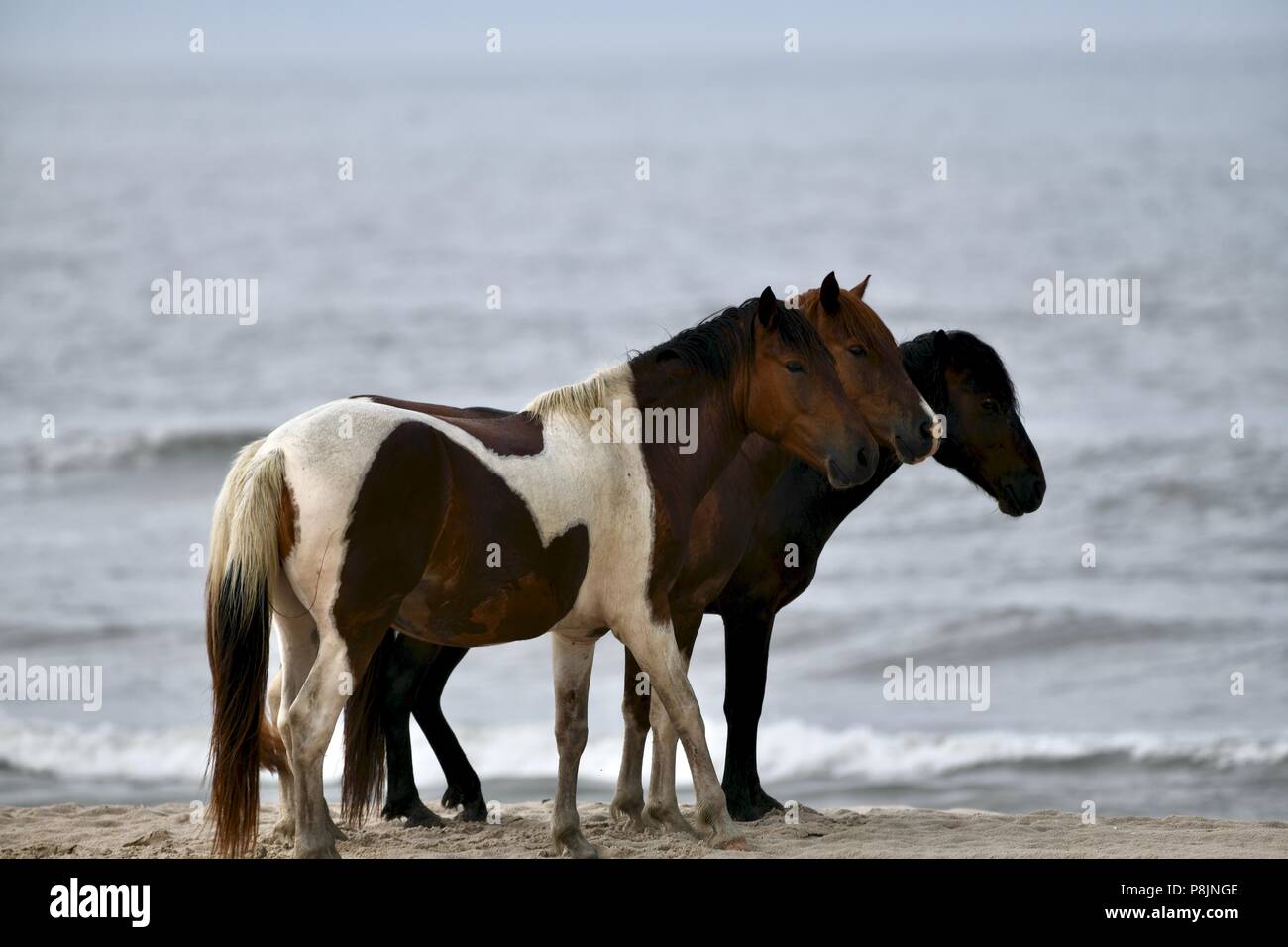 Wild ponies walking along the beach at the Assateague island national seashore, MD , USA Stock Photo