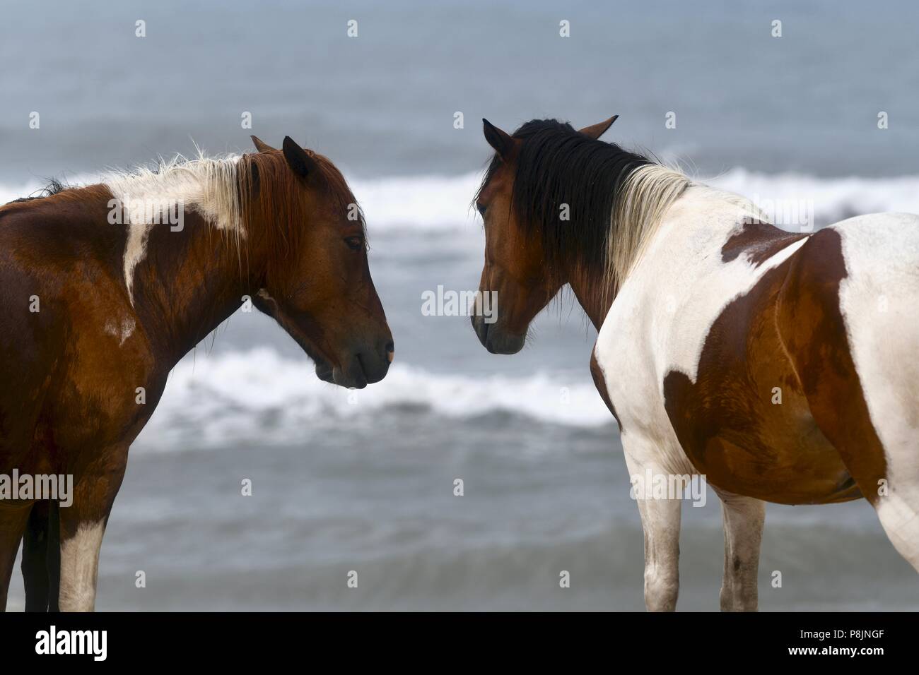 Wild ponies walking along the beach at the Assateague island national seashore, MD , USA Stock Photo
