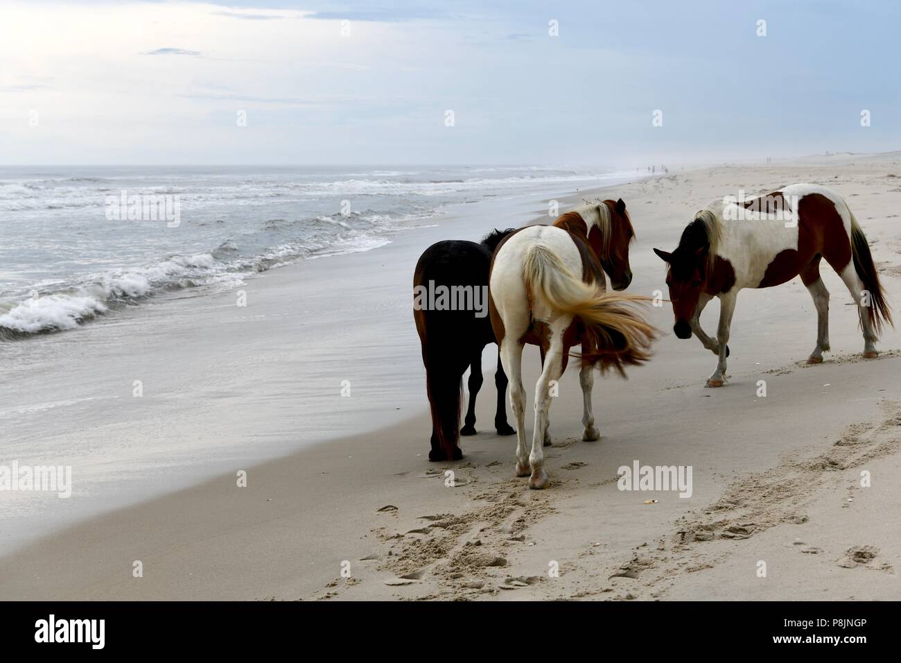Wild ponies walking along the beach at the Assateague island national seashore, MD , USA Stock Photo