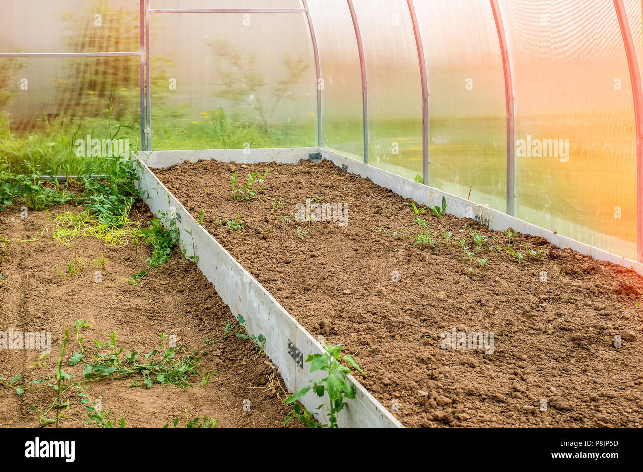 Growing vegetables in a greenhouse in the country. High garden for