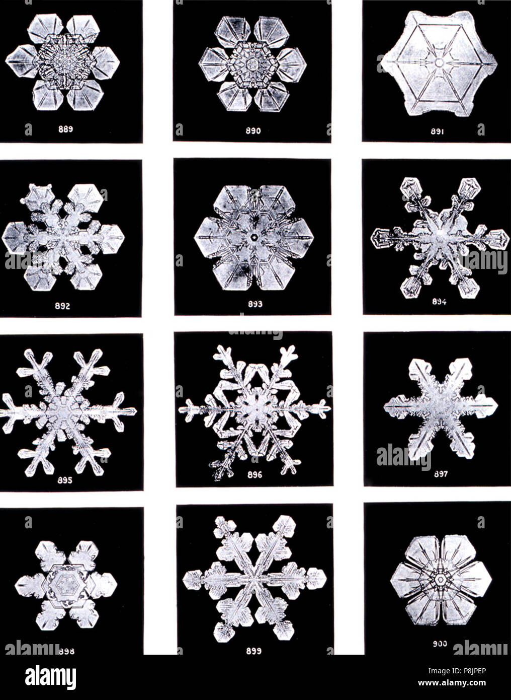 English: Snow flakes by Wilson Bentley. Bentley was a bachelor farmer whose hobby was photographing snow flakes. ; Image ID: wea02087, Historic NWS Collection ; Location: Jericho, Vermont ; Photo Date: 1902 Winter . 1902 523 SnowflakesWilsonBentley Stock Photo