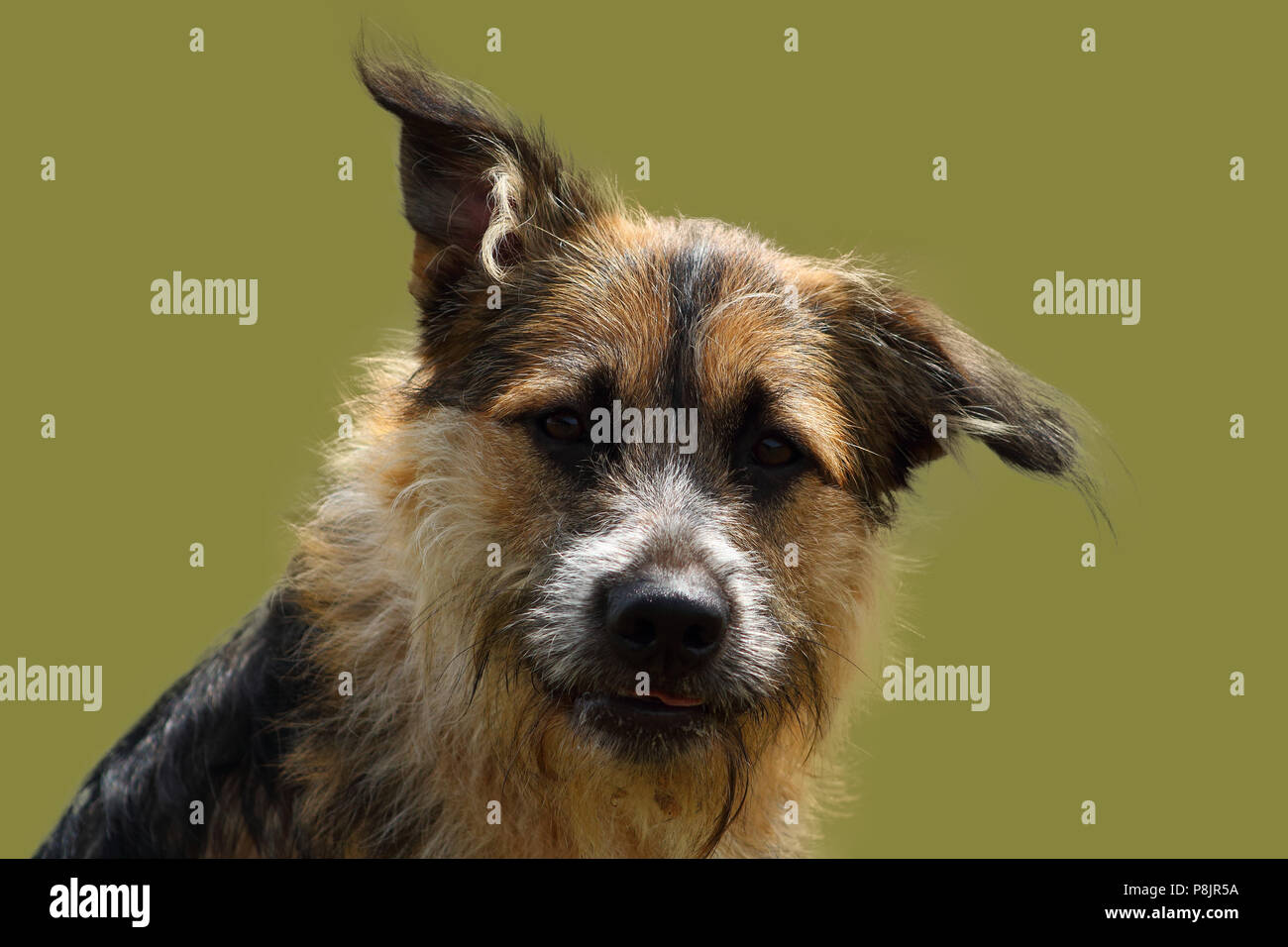 face of an attentive shepherd dog with bright look on green studio background Stock Photo