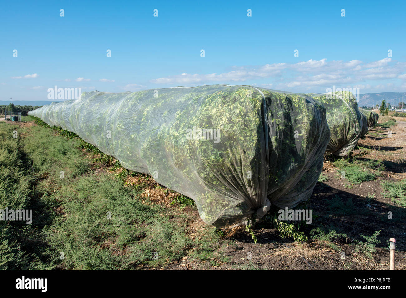 Trees covered with net Stock Photo