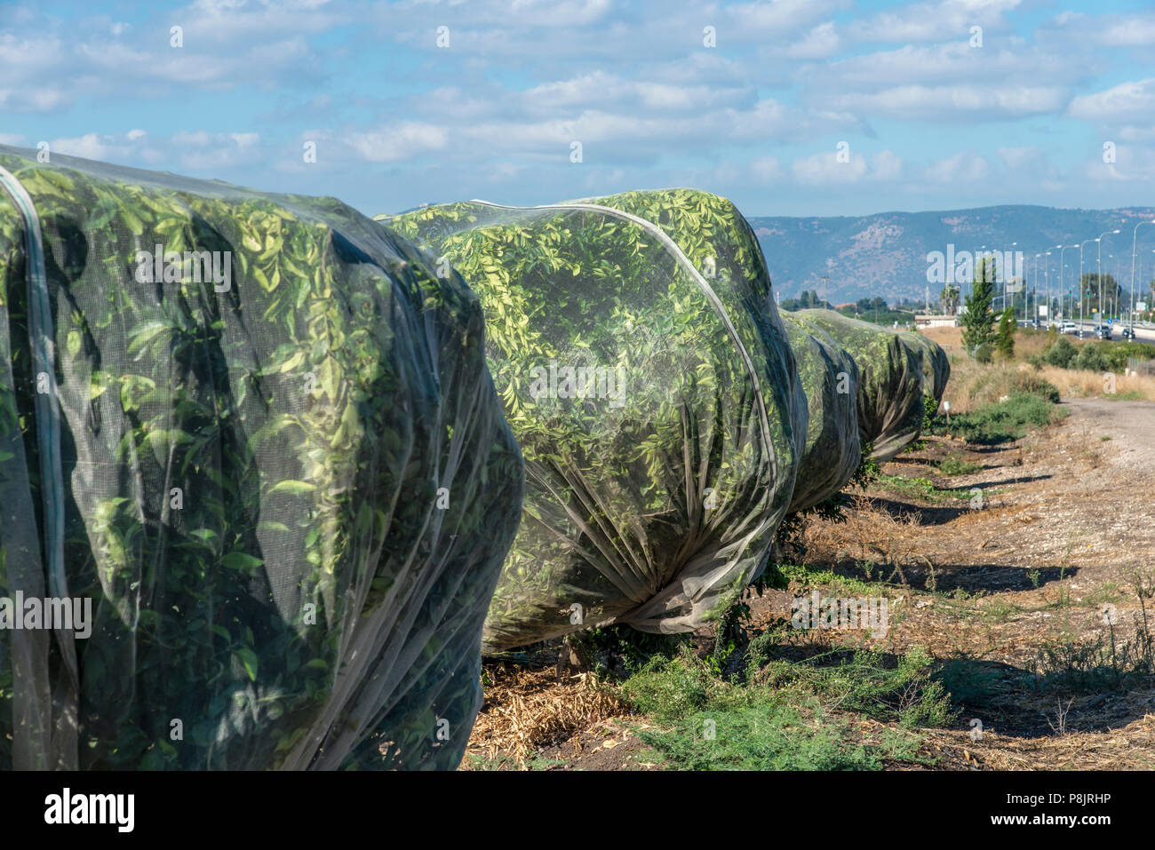 Trees covered with net Stock Photo