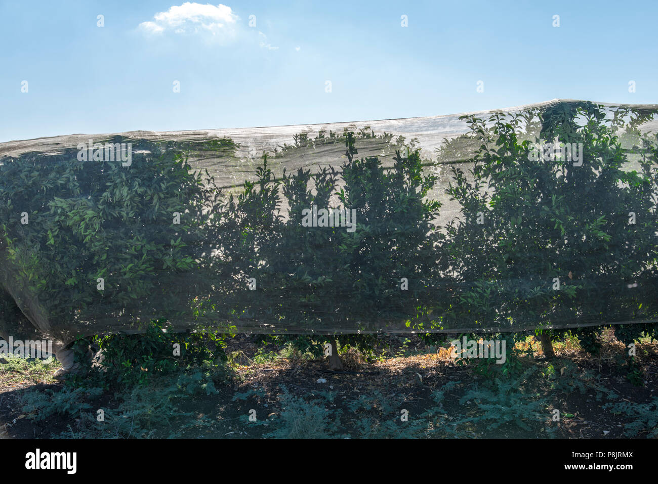 Trees covered with net Stock Photo