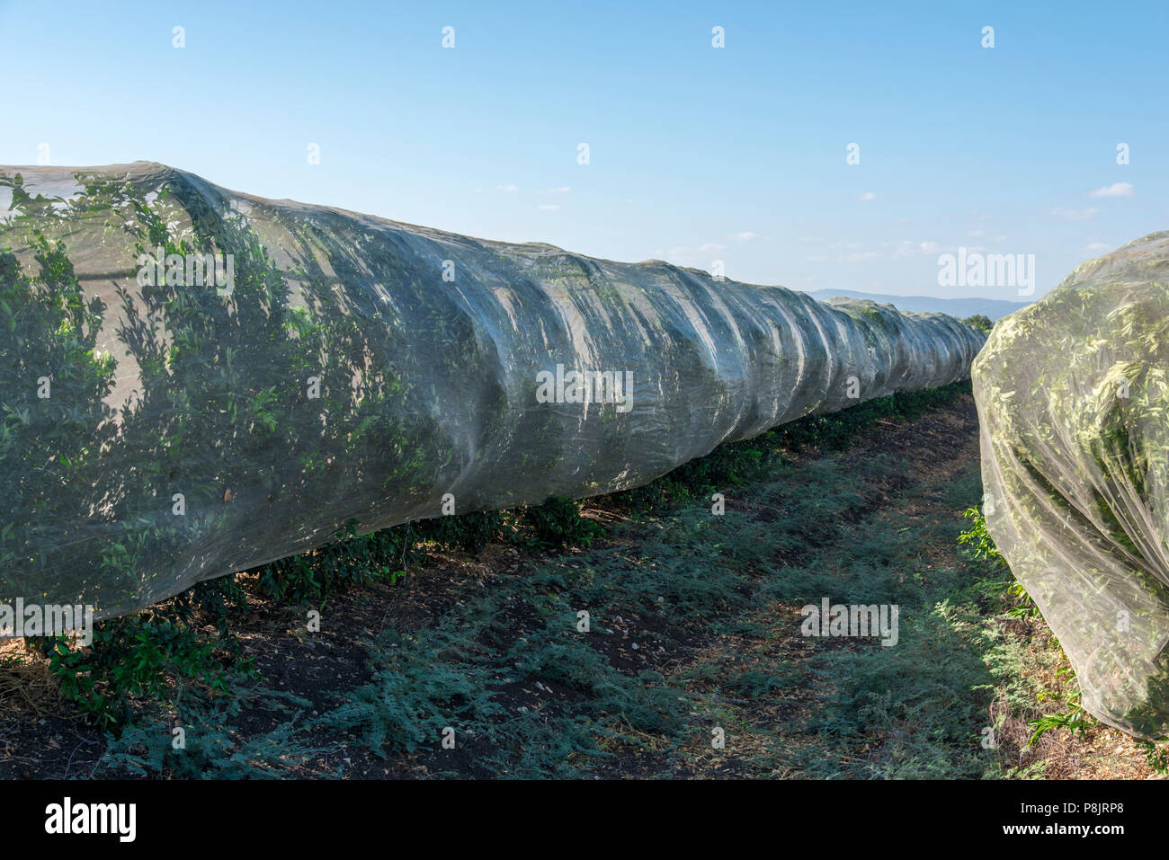 Netting fruit trees hires stock photography and images Alamy