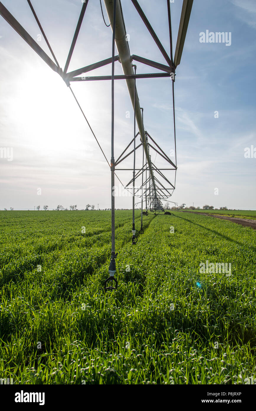 Lateral move irrigation system Stock Photo - Alamy