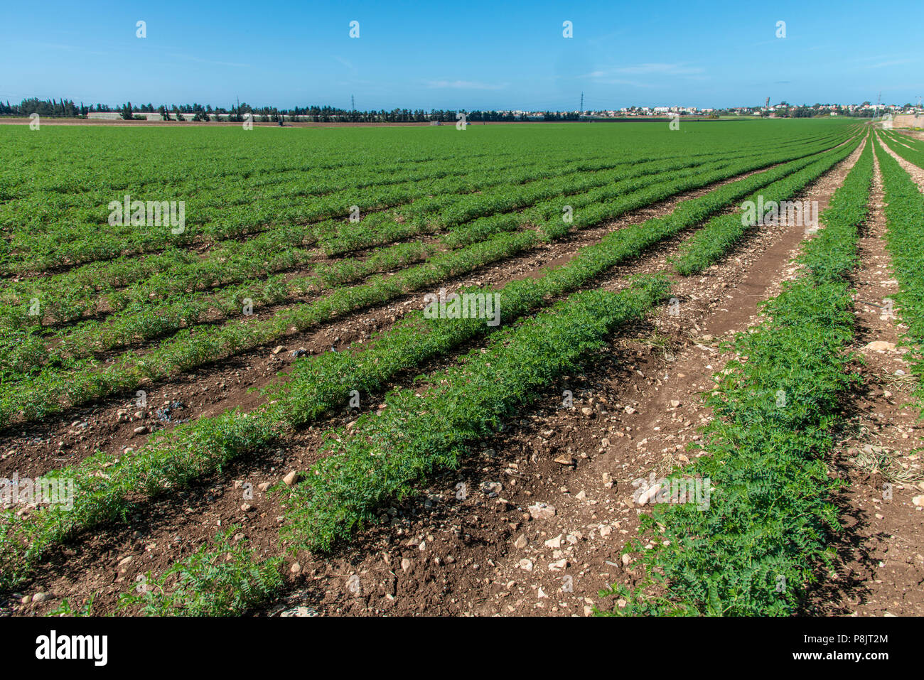 Rows of humus crops in a field Stock Photo