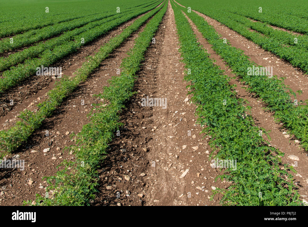 Rows of humus crops in a field Stock Photo