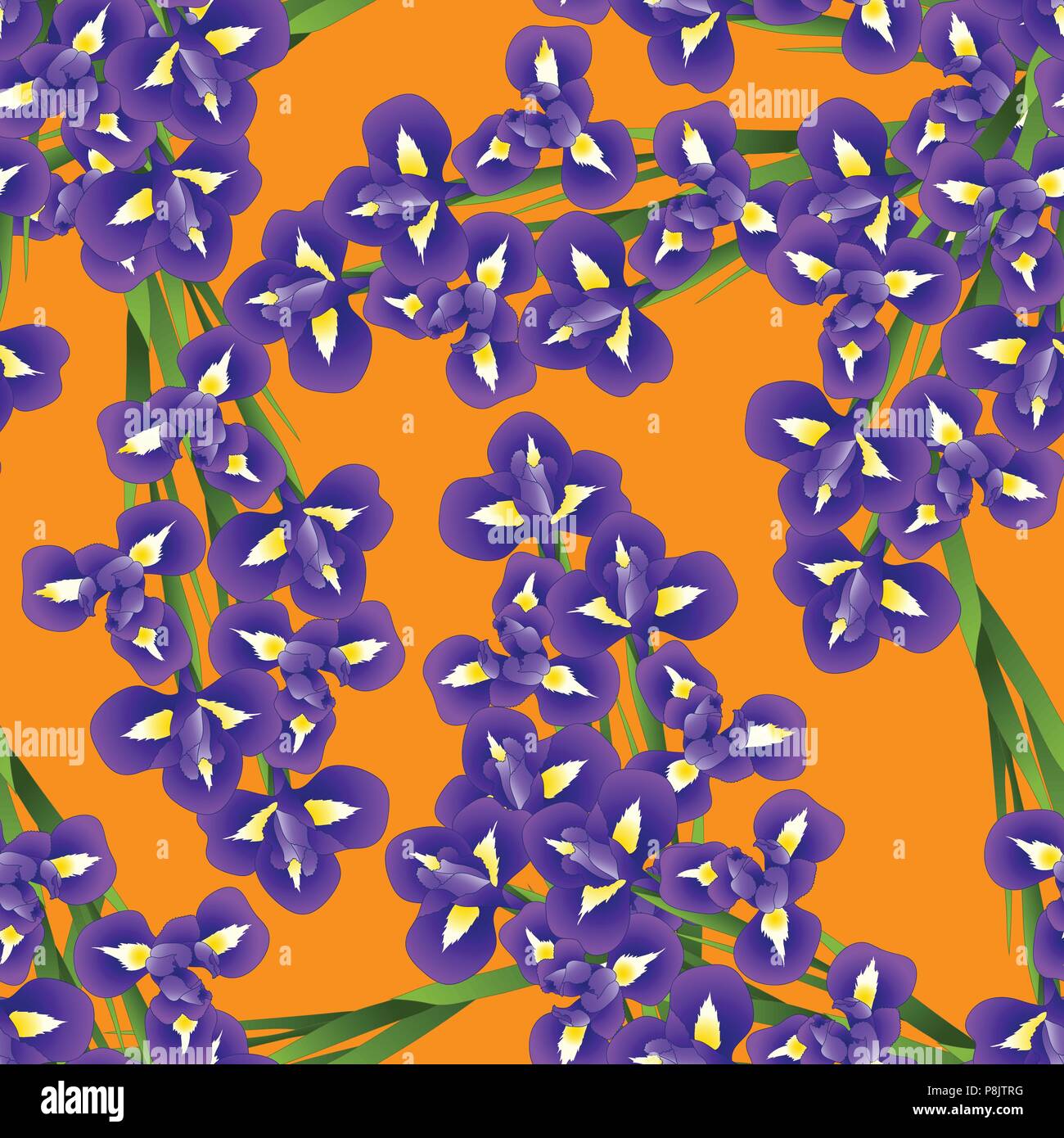 Dark Blue Purple Iris Flower on Orange Background. Vector Illustration