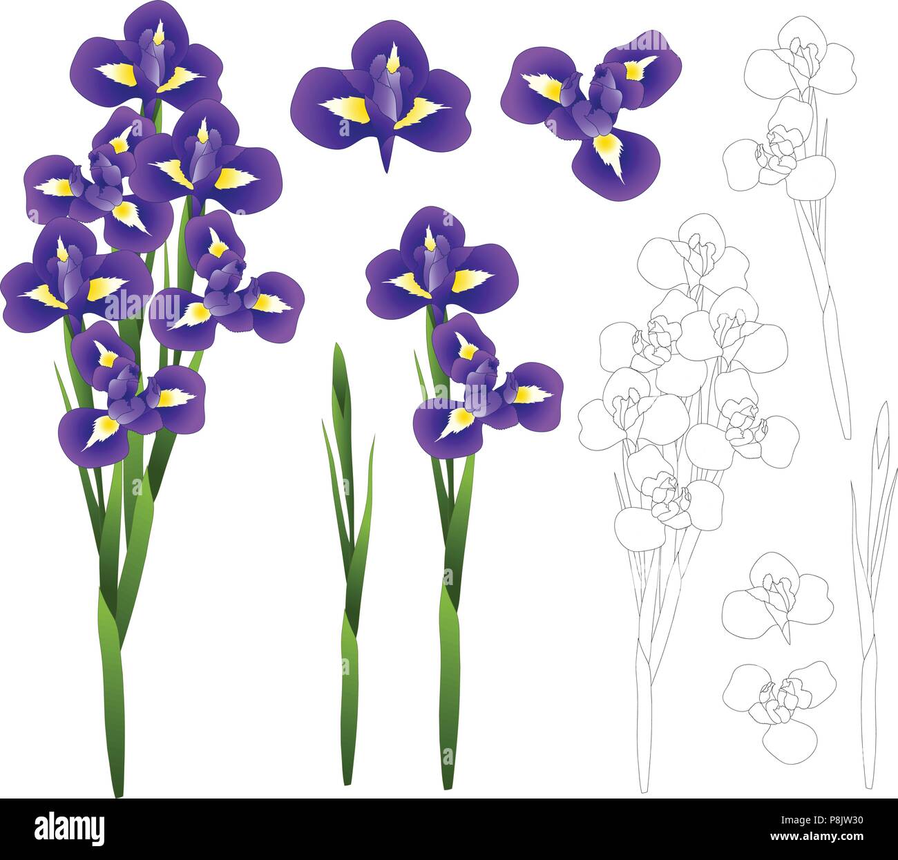 Dark Blue Purple Iris Flower. Vector Illustration. isolated on White Background. Stock Vector