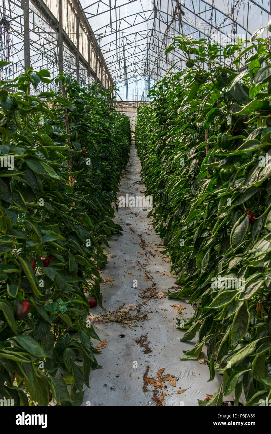Peppers growing in greenhouse hires stock photography and images Alamy