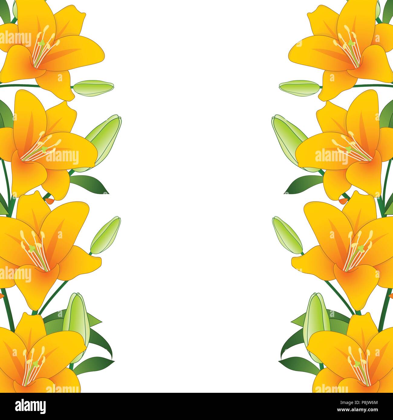 Orange Lilium candidum, the Madonna lily Border on White Background. Vector Illustration. Stock Vector