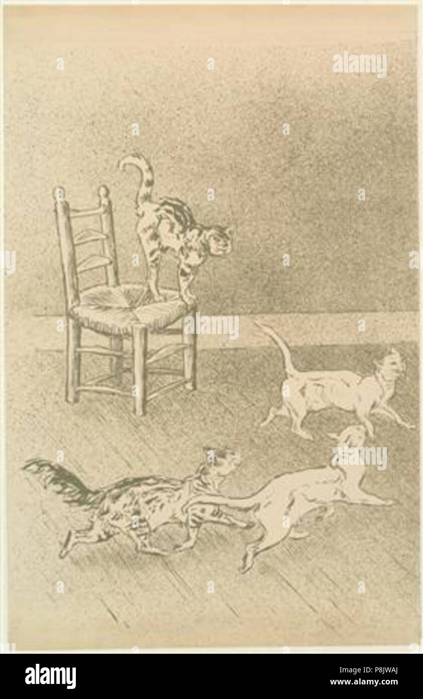 Chats De Race High Resolution Stock Photography And Images Alamy
