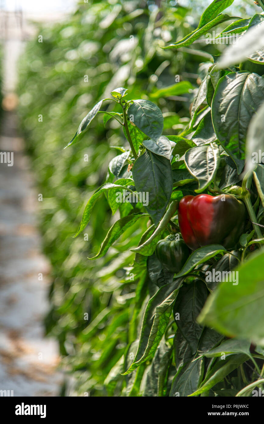 Peppers Growing In Greenhouse High Resolution Stock Photography and Images Alamy