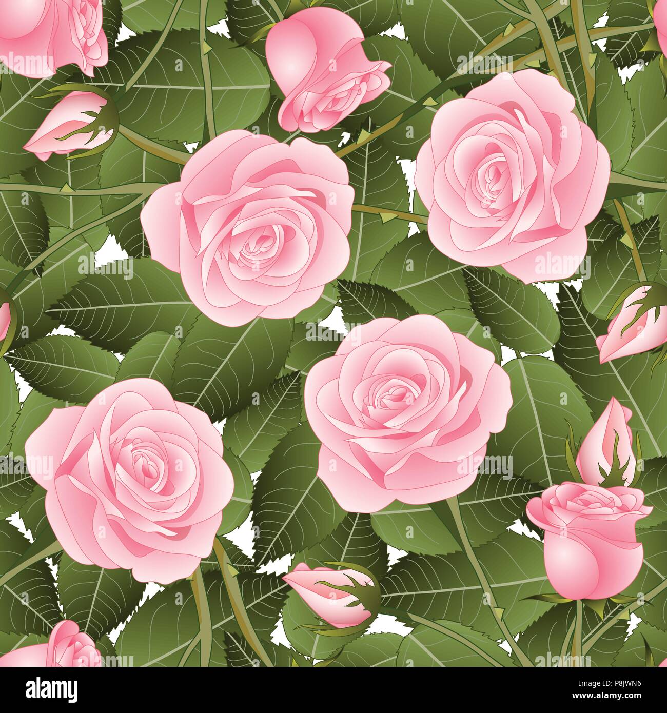 Pink Rose and Green Leaves on White Background. Vector Illustration ...