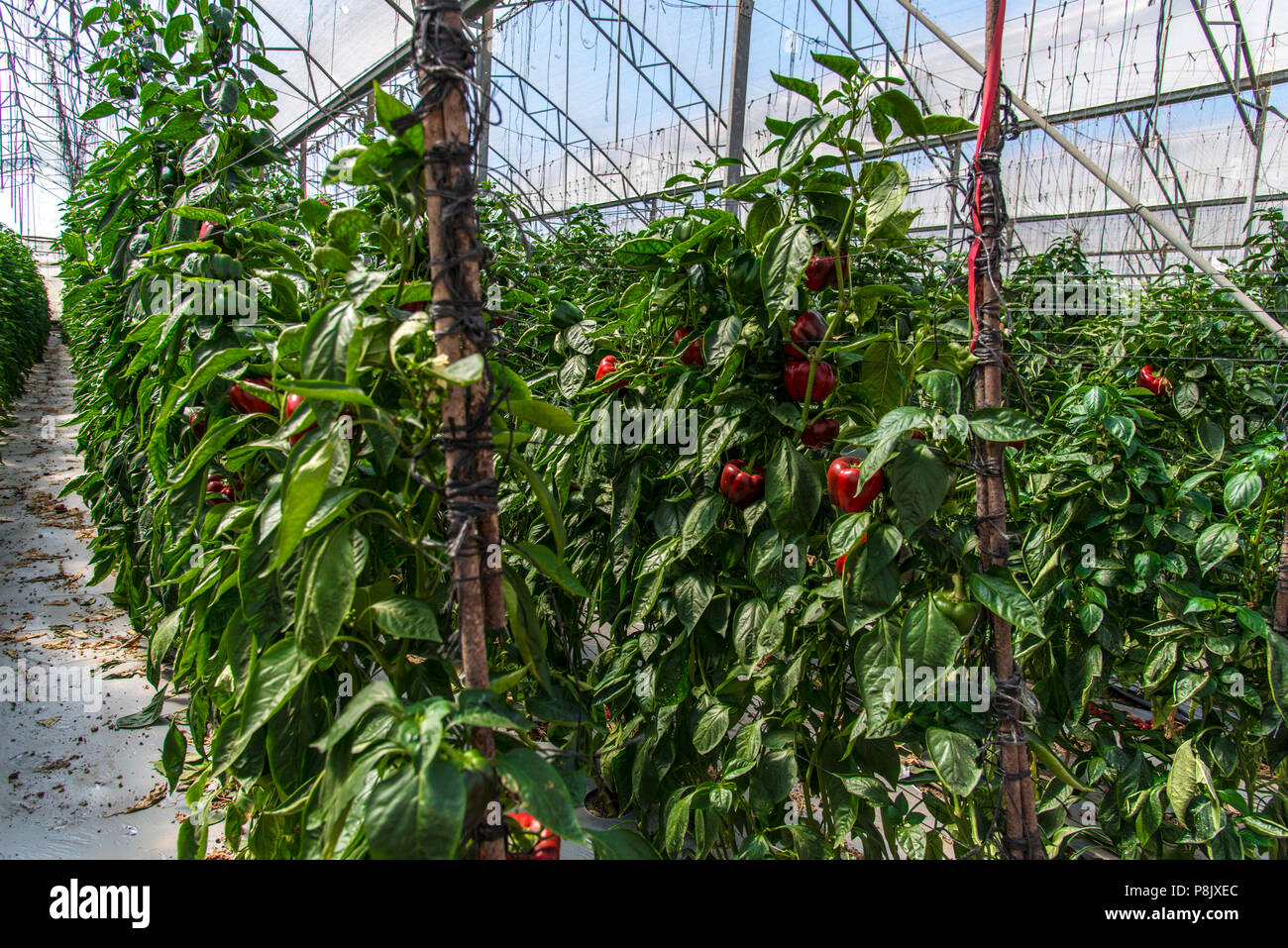 Red peppers growing in a greenhouse Stock Photo Alamy