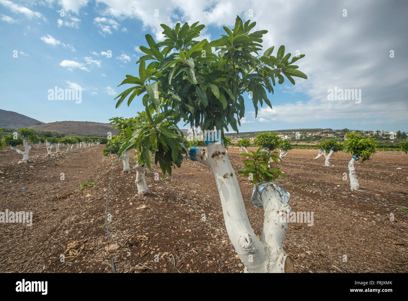 Grafting Mango Tree Stock Photo Alamy