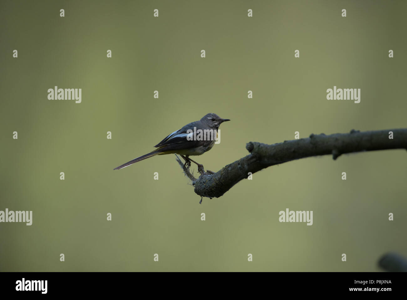 Barnwell country park hi-res stock photography and images - Alamy