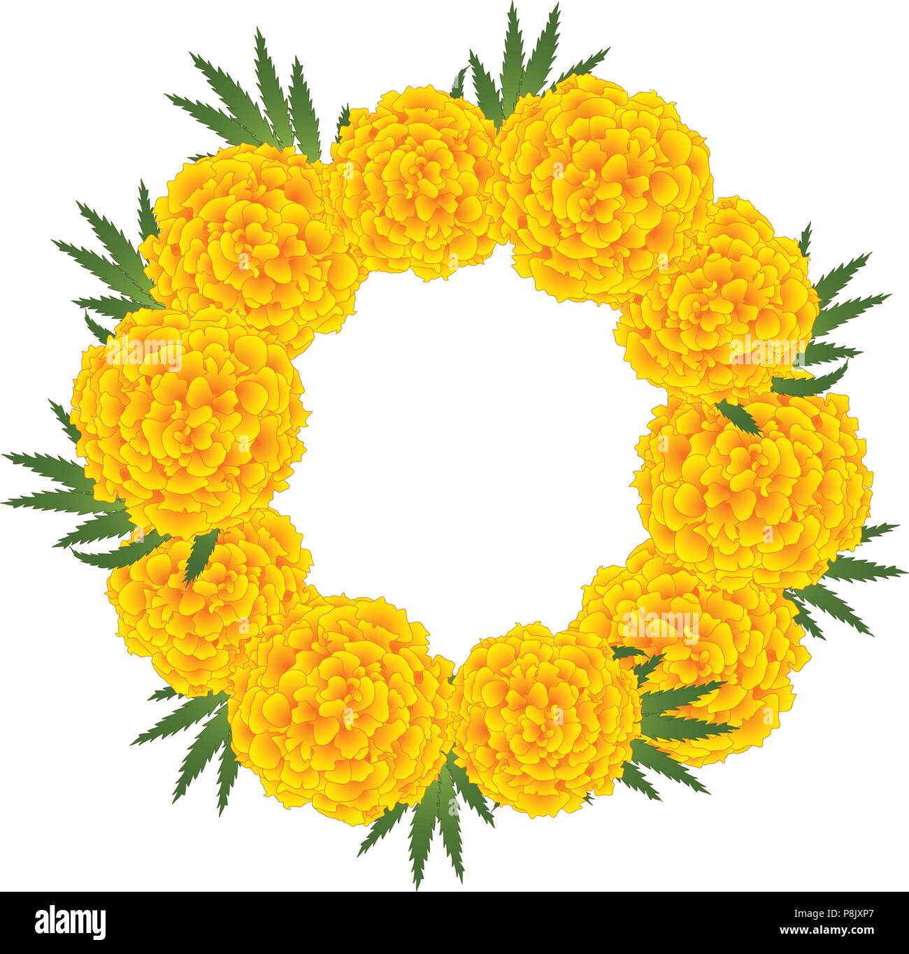 Marigold Flower - Tagetes Wreath isolated on White Background. Vector  Illustration Stock Vector Image & Art - Alamy