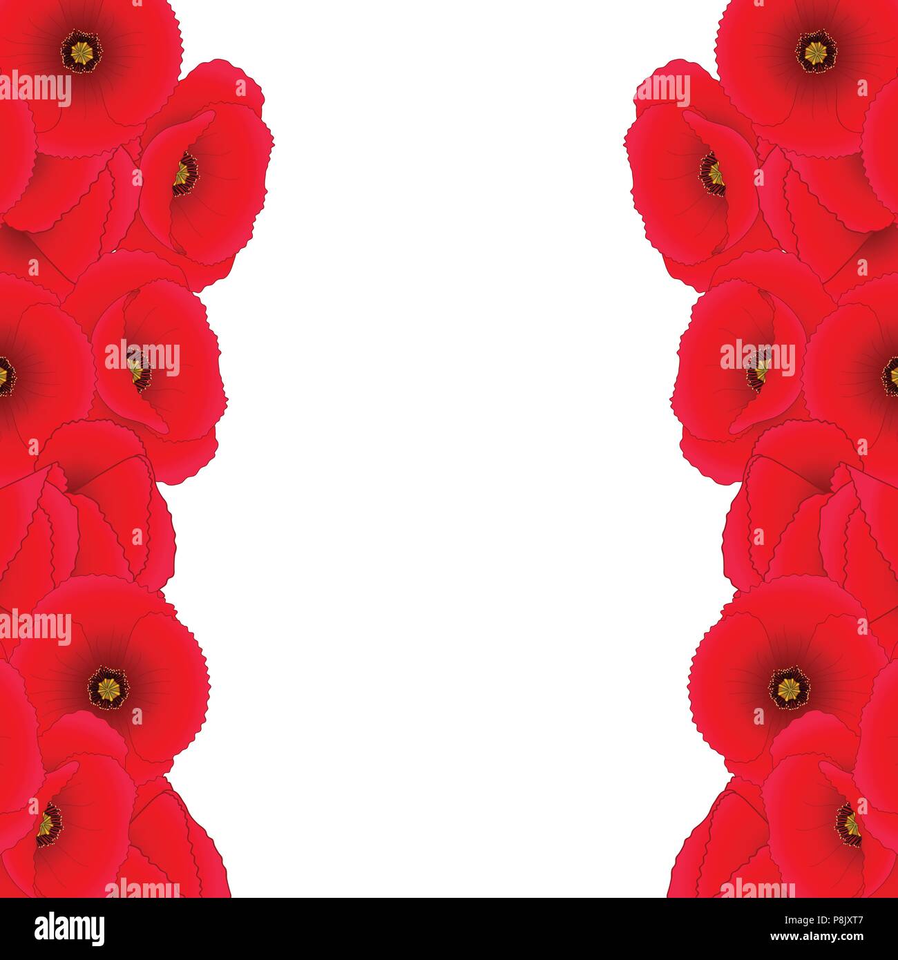 Papaver rhoeas Border (or common poppy,corn poppy,corn rose,field poppy,Flanders poppy or red poppy) isolated on White Background. Vector Illustration Stock Vector