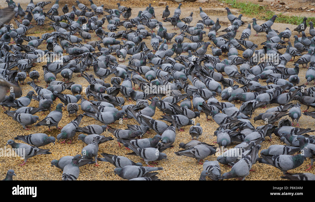 Flock of pigeons feeding on the town square of Jaipur in Rajasthan ...