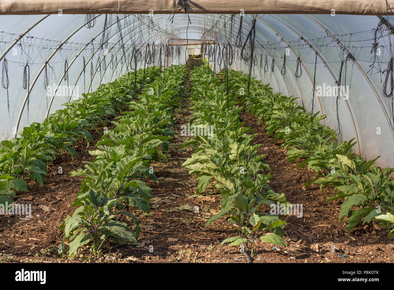 Eggplant in greenhouse Stock Photo Alamy