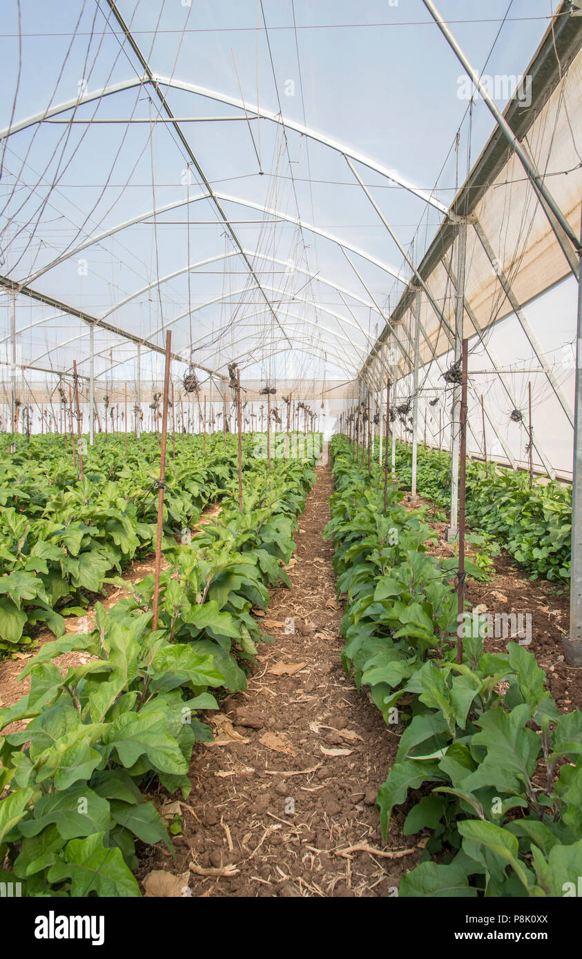 Eggplant in greenhouse Stock Photo Alamy