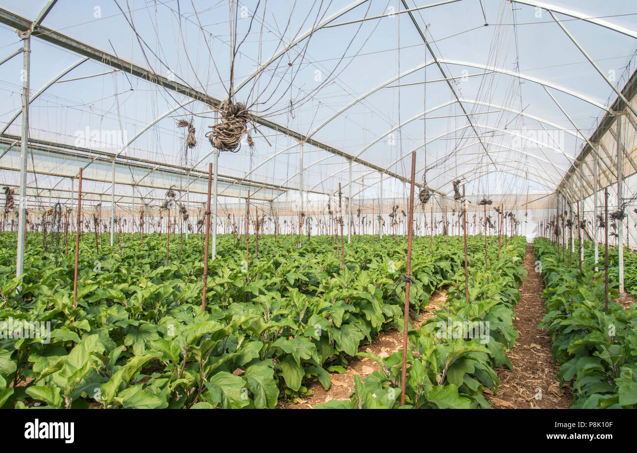 Eggplant in greenhouse Stock Photo Alamy