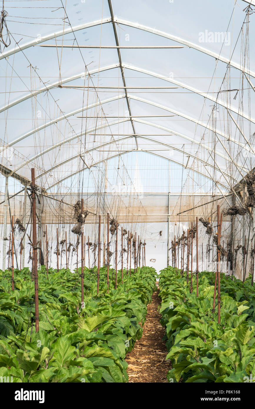 Eggplant in greenhouse Stock Photo Alamy
