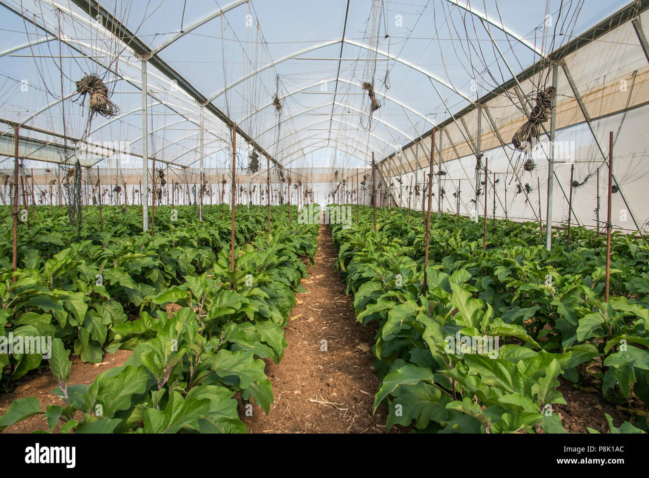 Eggplant in greenhouse Stock Photo Alamy