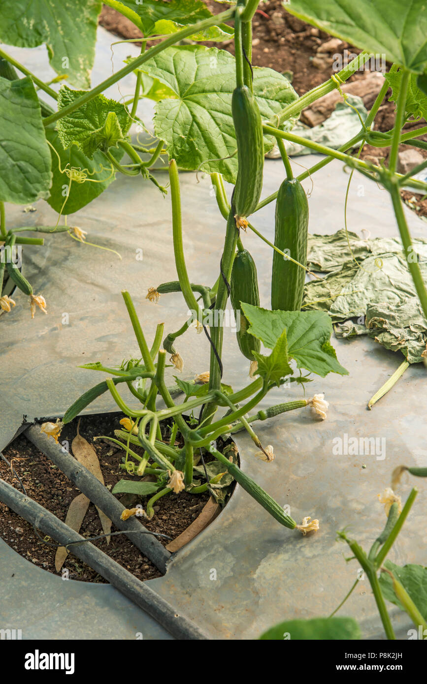 https://c8.alamy.com/comp/P8K2JH/cucumbers-in-greenhouse-P8K2JH.jpg