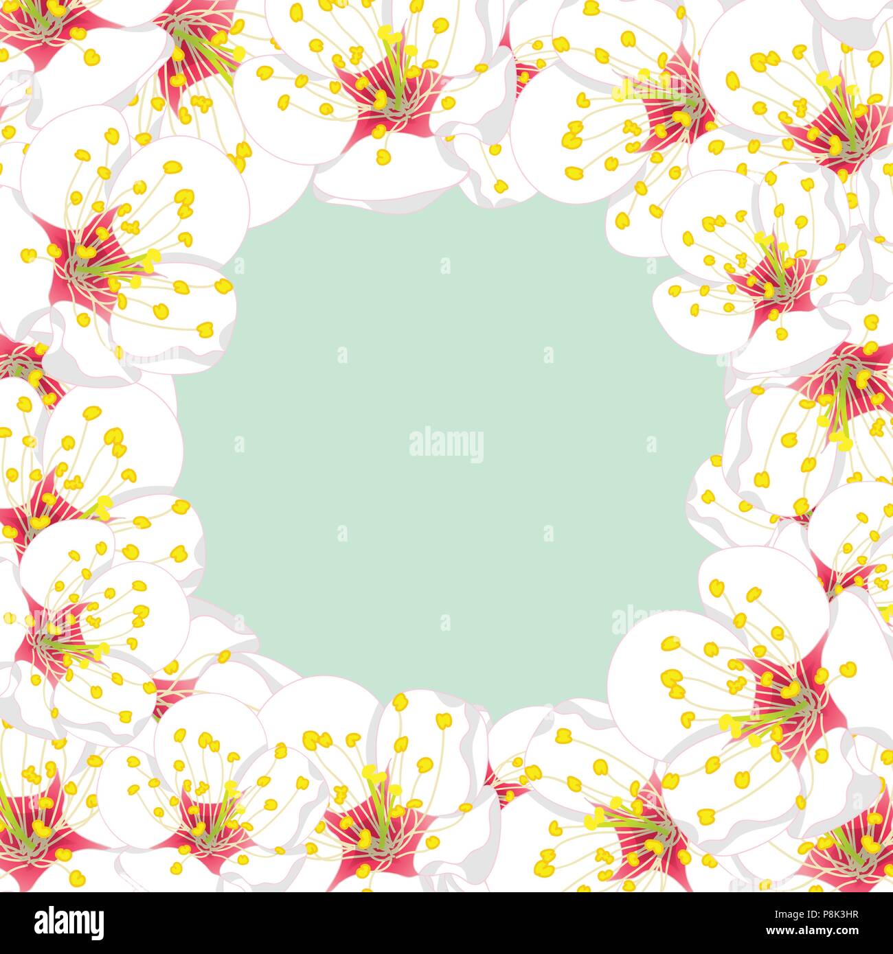 White Plum Blossom Flower Border isolated on Green Mint Background. Vector Illustration. Stock Vector