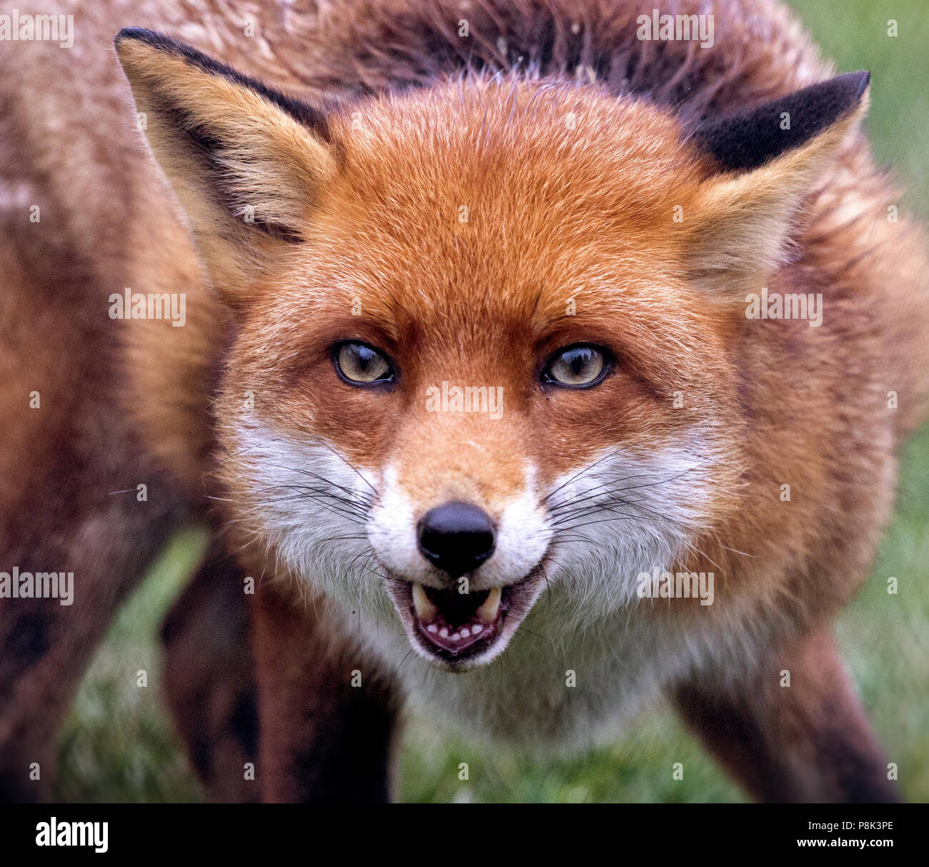 Red Fox Portrait Stock Photo - Alamy