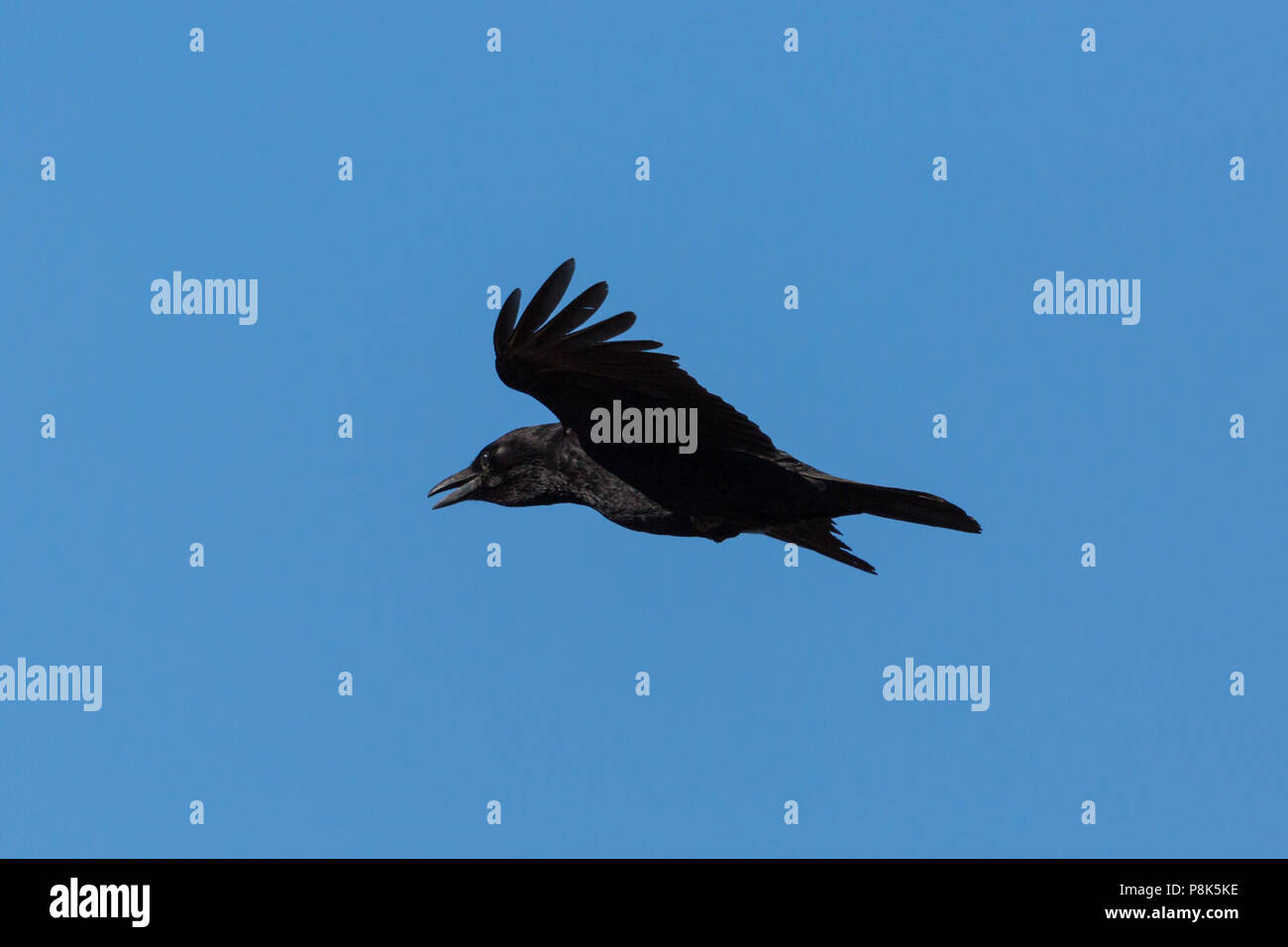 natural carrion crow raven (corvus corone) in flight, blue sky Stock Photo