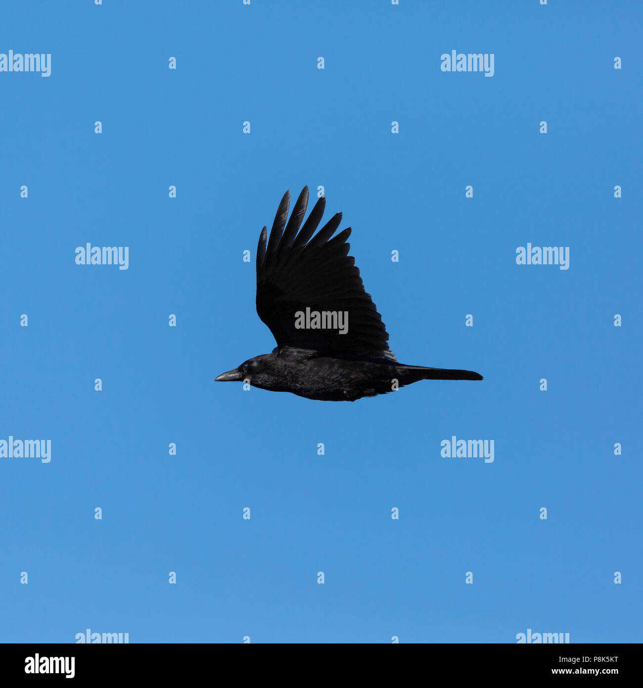detailed view flying natural carrion crow raven (corvus corone), blue sky Stock Photo