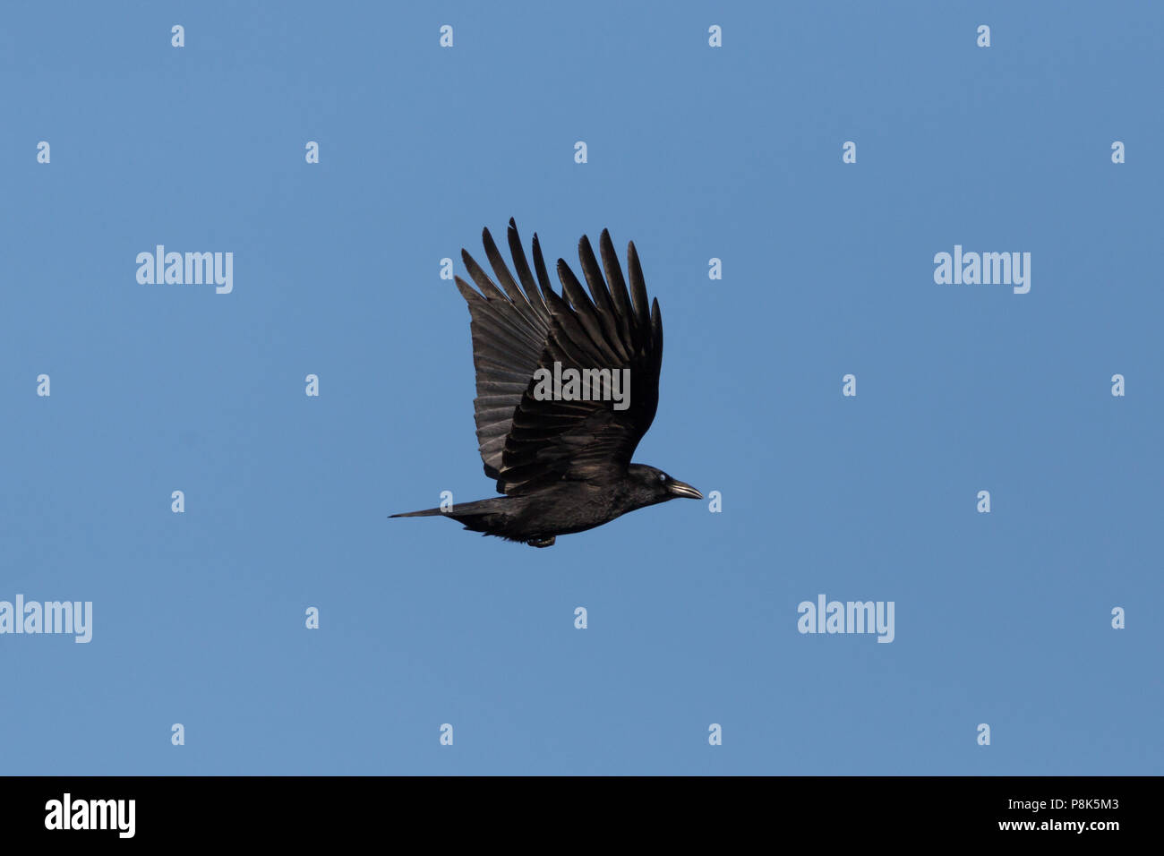 side view natural carrion crow (corvus corone) in flight, blue sky Stock Photo