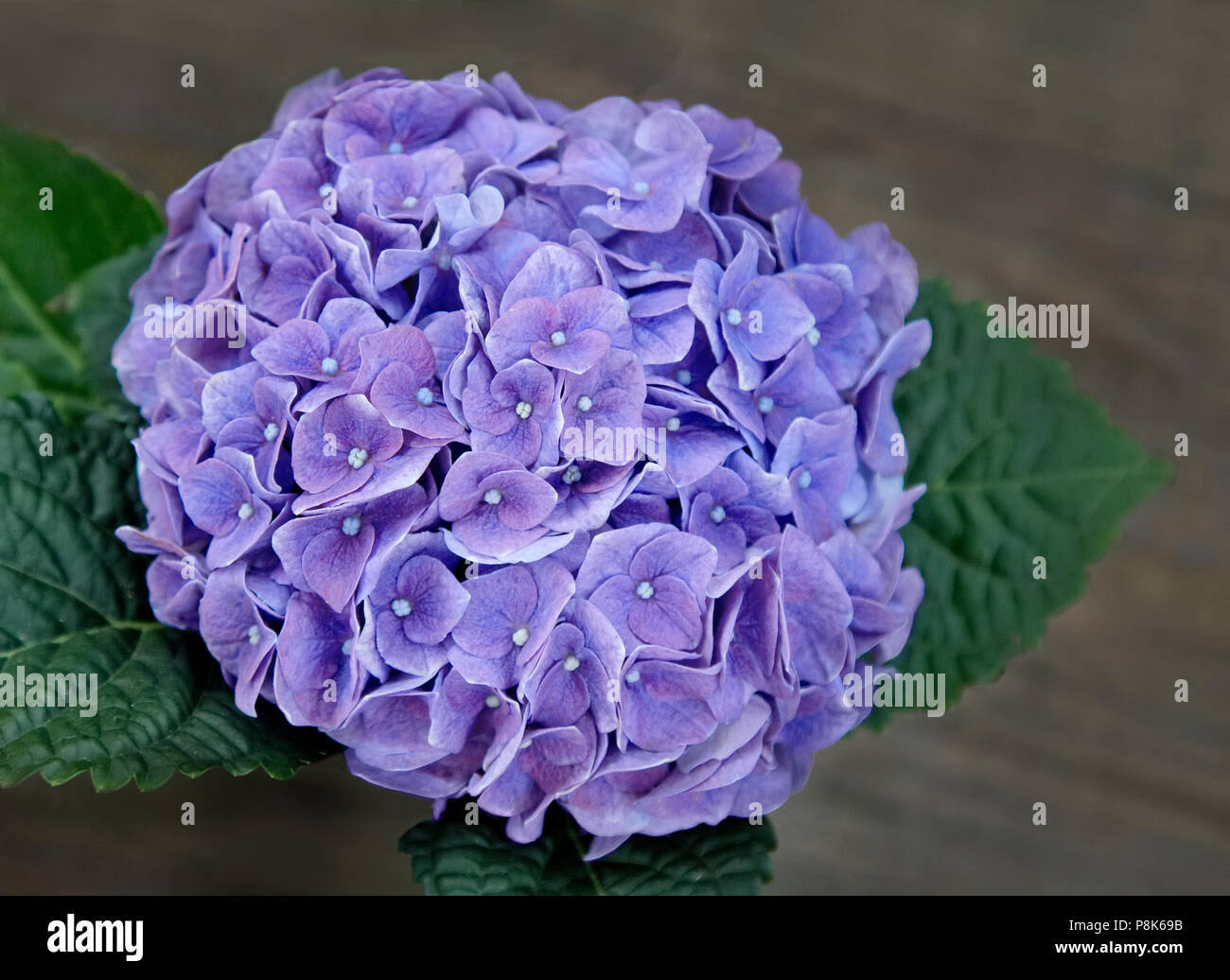 Hydrangea growth hi-res stock photography and images - Alamy