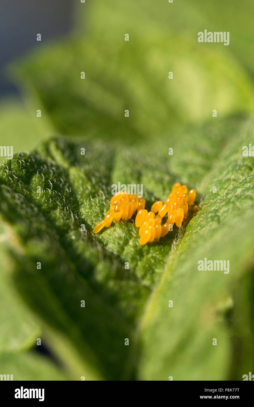 Potato bug hires stock photography and images Alamy