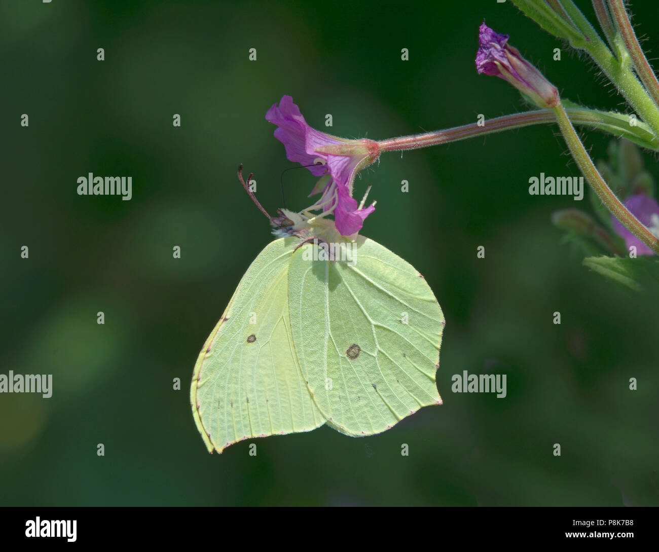 Common Brimstone butterfly, Gonepteryx rhamni, feeding on great willowherb, Epilobium hirsutum, Lancashire, UK Stock Photo