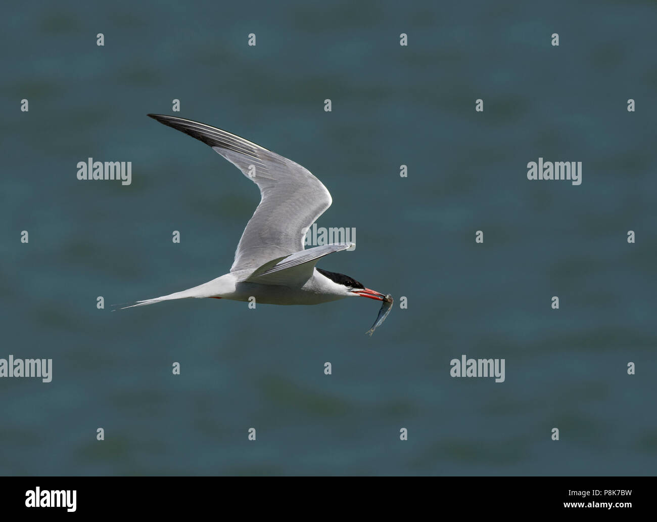 Common tern, Sterna hirundo, Stock Photo